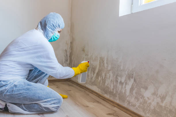 Licensed Mold Testing service in Ashland, MA - WQB Mold Removal