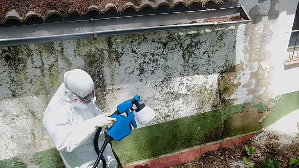 Top rated local Mold Testing specialists in Ashland, MA